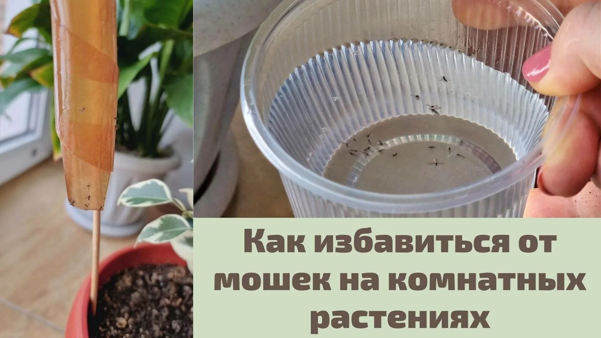 Комнатные мошки в цветочных горшках как избавиться. Мошки в цветочных горшках. Средство для цветов от мошек. Средство от мошек в горшках с цветами. Мошки от цветов.