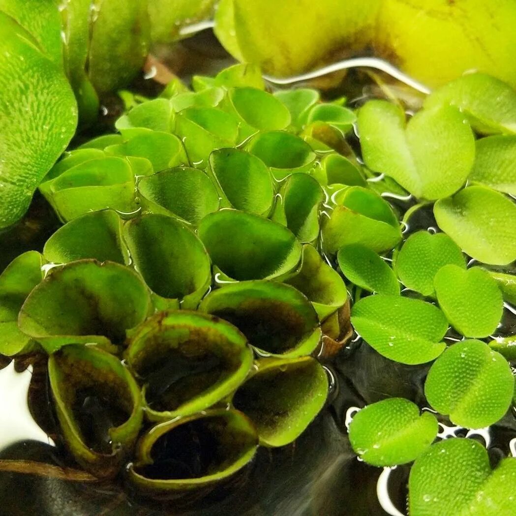 водный папоротник сальвиния. лимнобиум плавающий. пистия аквариумное растение. виды плавающих растений. папоротник сальвиния плавающая.