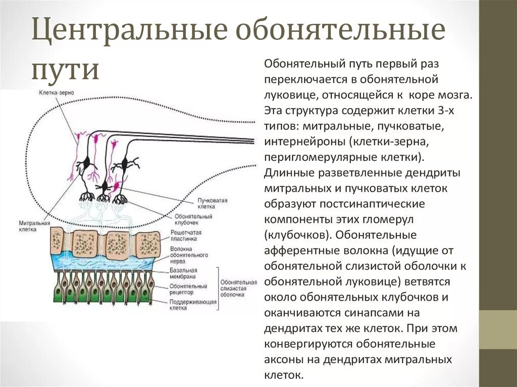 Обонятельный нерв обонятельный анализатор. Центральный отдел обонятельного анализатора схема. Путь обонятельного анализатора схема. Обонятельный анализатор нервный путь.