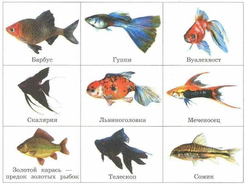 Какие рыбы обитают в аквариуме