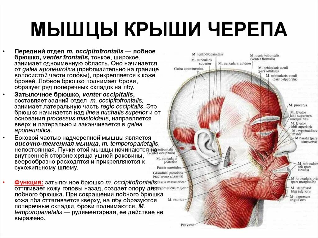 Мышцы крыши черепа Надчерепная мышца. Болит лобная часть снизу. Боль в затылке при поворотах