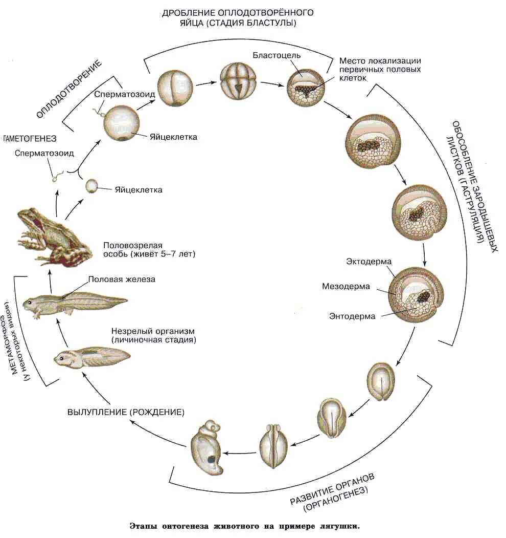 Процессы онтогенеза животных схемы. Схема этапы развития онтогенеза. Схема индивидуального развития онтогенез. Периоды онтогенеза схема. Этапы онтогенеза человека схема.