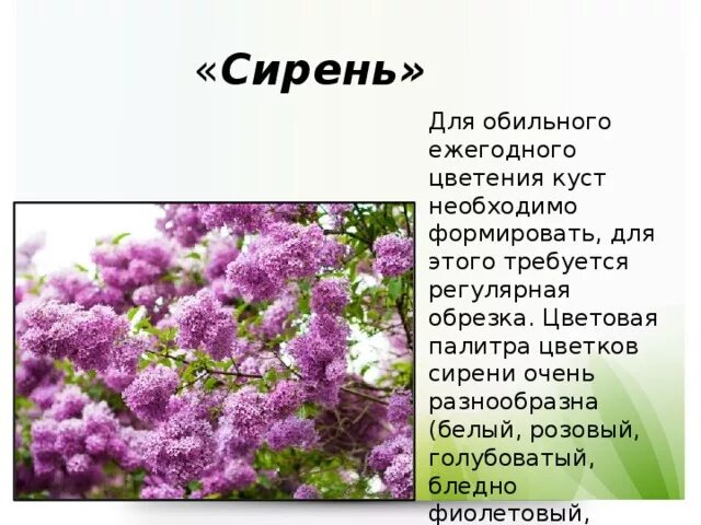 Сирень описание. Сирень для презентации. Сирень описание растения. Сирень презентация для детей.