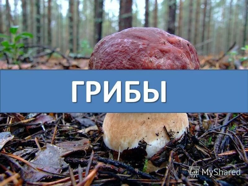 грибы увидимся завтра