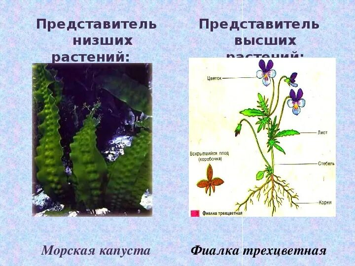 Низшие растения. Представители низших и высших растений. Высшие и низшие растения. Представители высших растений. 5 примеров низших растений