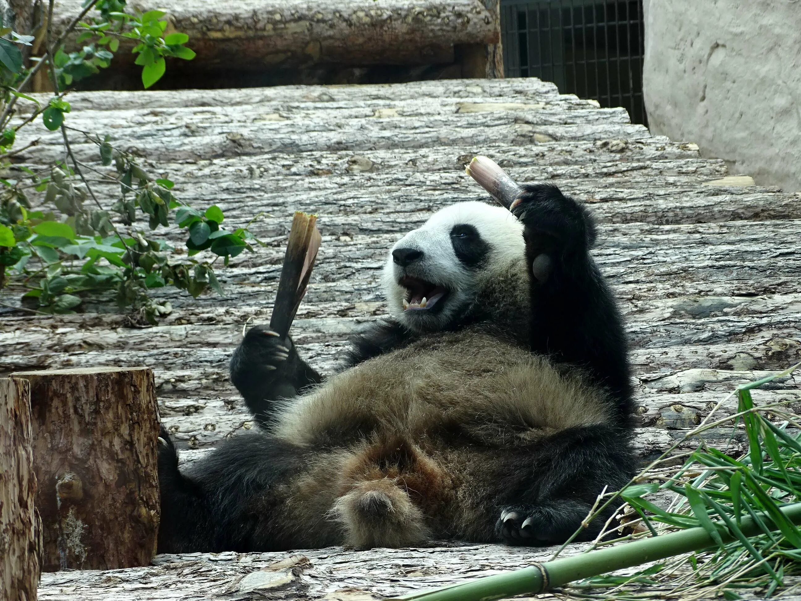 Сколько панд в московском зоопарке. Панда в Московском зоопарке. Большая Панда в Московском зоопарке. Рождение панды в Московском зоопарке. Панда в Московском зоопарке 2023.