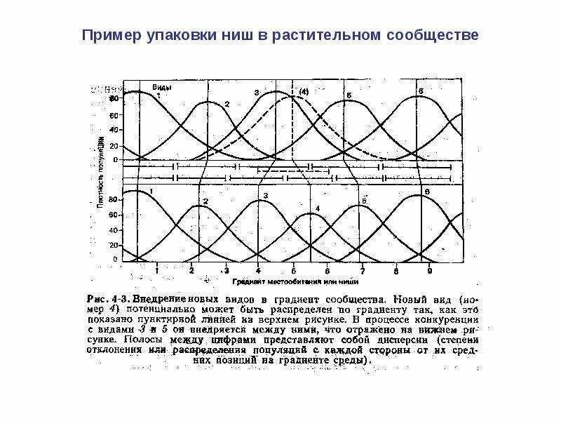 Экологическая ниша перекрывание. Перекрывание экологических ниш примеры. Экологическая ниша график. Двухмерная экологическая ниша.