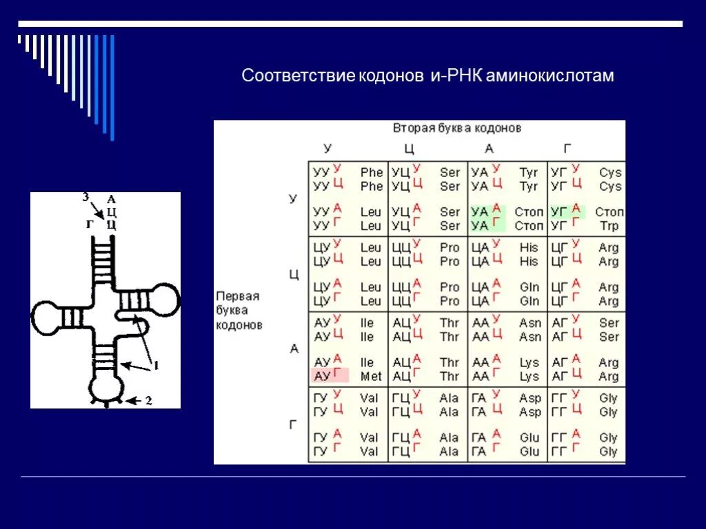 Соответствие кодонов и-РНК аминокислотам. Соответствие аминокислот кодонам. Таблица кодонов. Аминокислоты РНК. Кодоны т рнк
