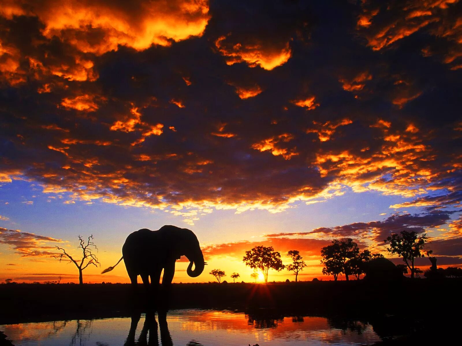 Good africa. Ботсвана Саванна. Национальный парк Чобе. Африка слоны Саванна. Африка пейзаж.