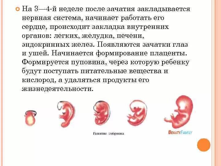 Крови на 3 неделе. Плод на 2-3 неделе беременности от зачатия. Формирование плода на 4 неделе. Плоду 2 недели от зачатия что.