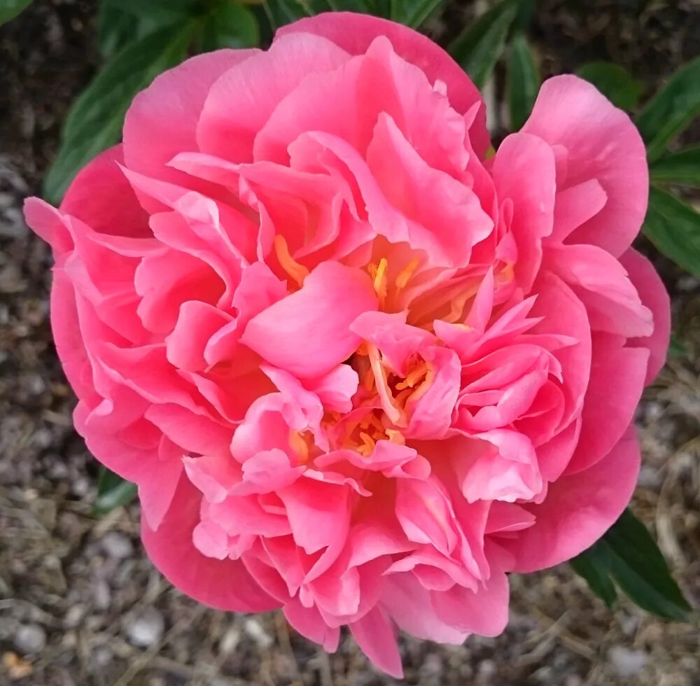 Пион пинк гавайан корал. Пион травянистый пинк гавайи корал. Пион молочноцветковый пинк гавайан корал. Пион пинк ховайн колар. Пион травянистый пинк гавайи корал.