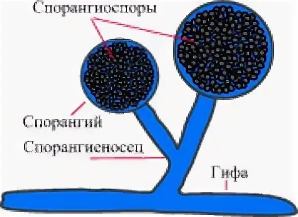 Спорангий определение 7 класс