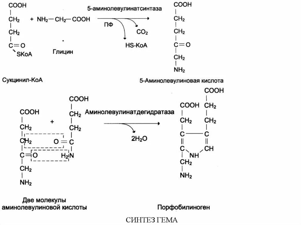 Синтез гему. Синтез гема аминолевулинатсинтаза. Синтез гема биохимия. Синтез гема биохимия схема. Синтез 5 аминолевулиновой кислоты Синтез гема.