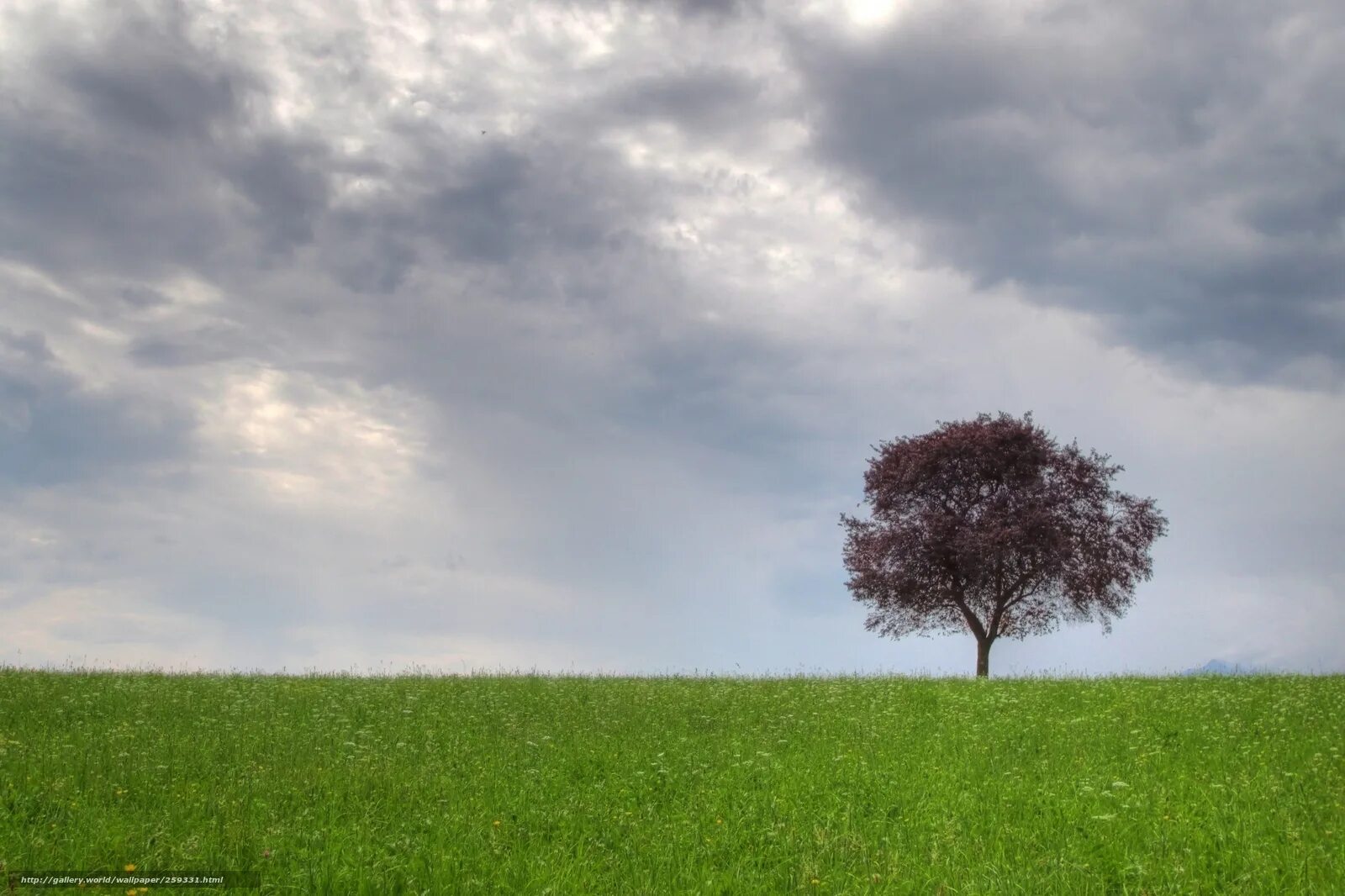 одинокое дерево кисловодск. одинокое высохшее дерево. пейзаж с деревьями. Dreamcore дерево. одиноко стоящее дерево.