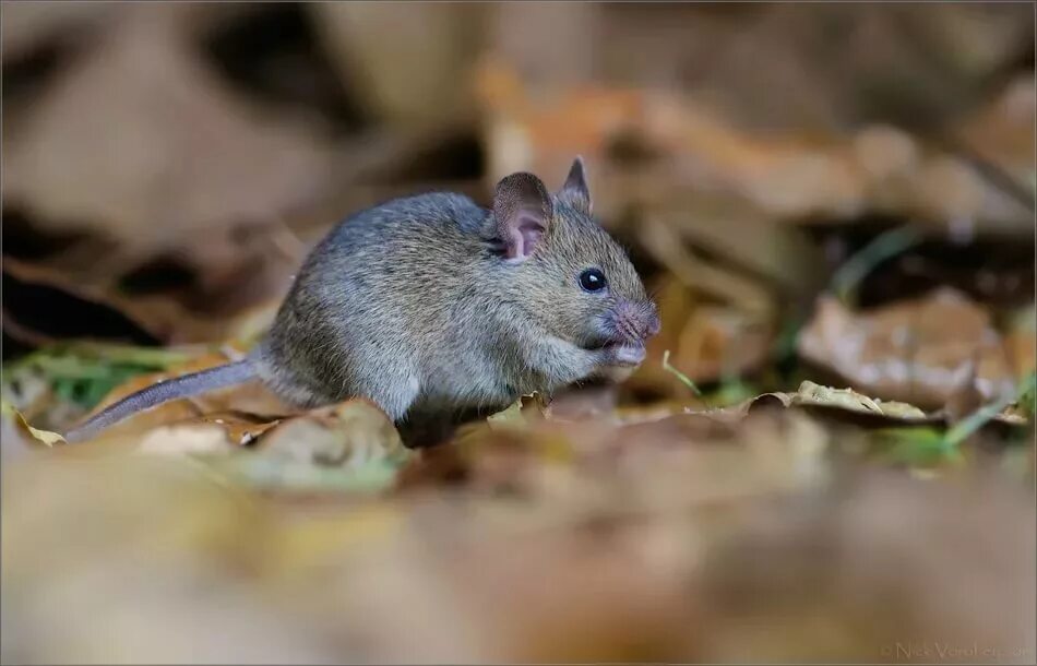 Sibm mouse. Домовая мышь mus musculus Linnaeus. Мыши с острыми ушами. Домовые мыши. Домовая мышь фото.