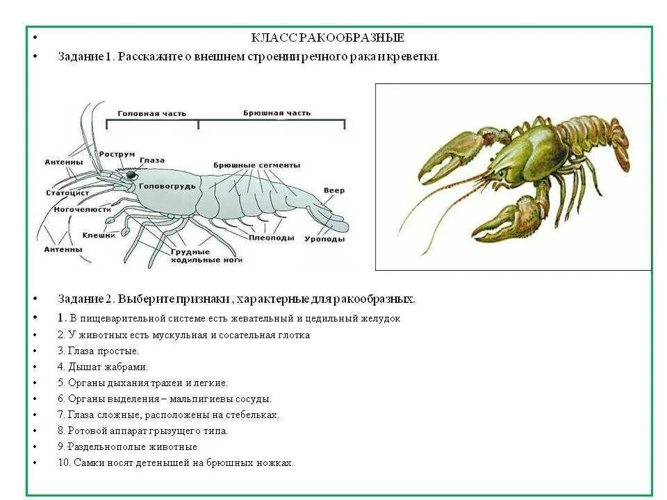 Внутреннее строение членистоногих 7 класс биология. Строение ракообразных схема. Биология 7 класс ракообразные схема. Особенности внешнего строения ракообразных 7 класс. Речной рак 7 класс