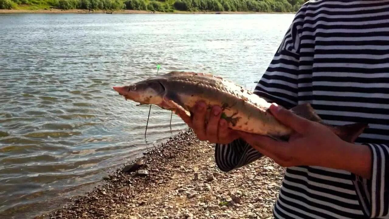 Стерлядь в Оке. Рыба в реке. Стерлядь рыбалка. Рыбы обитающие в реке Ока.