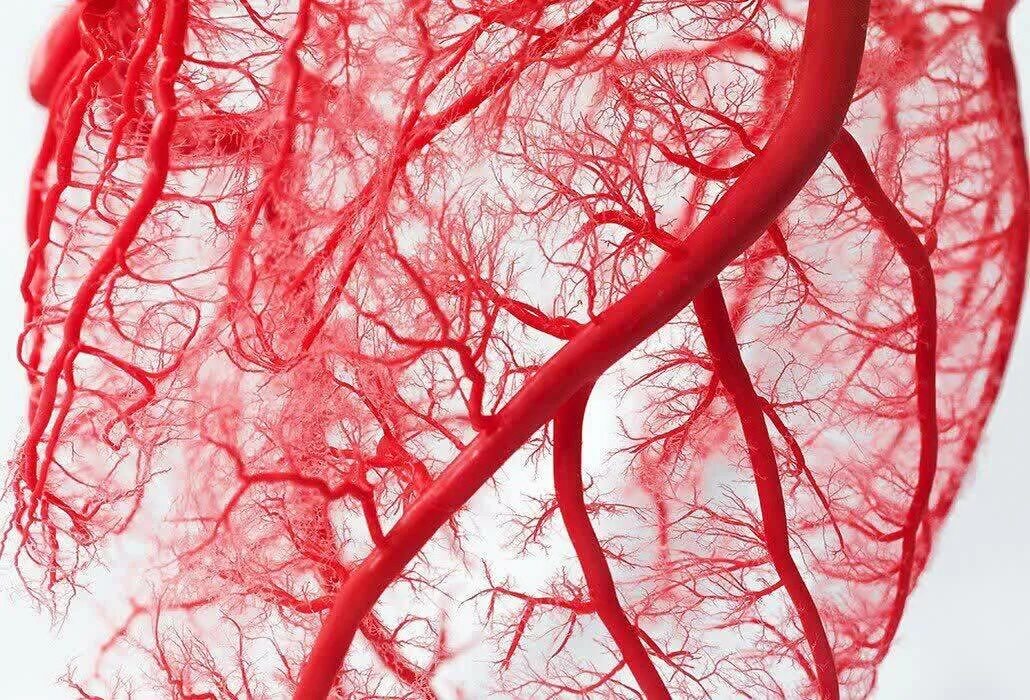 Сердце и кровеносные сосуды. Снимок кровеносных сосудов. Кровообращение зрения