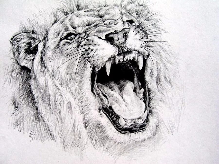 Лев трещин. Эскиз Льва с открытой пастью. Оскал Льва эскиз. Тату Лев с открытой пастью. Оскал Льва тату эскиз.