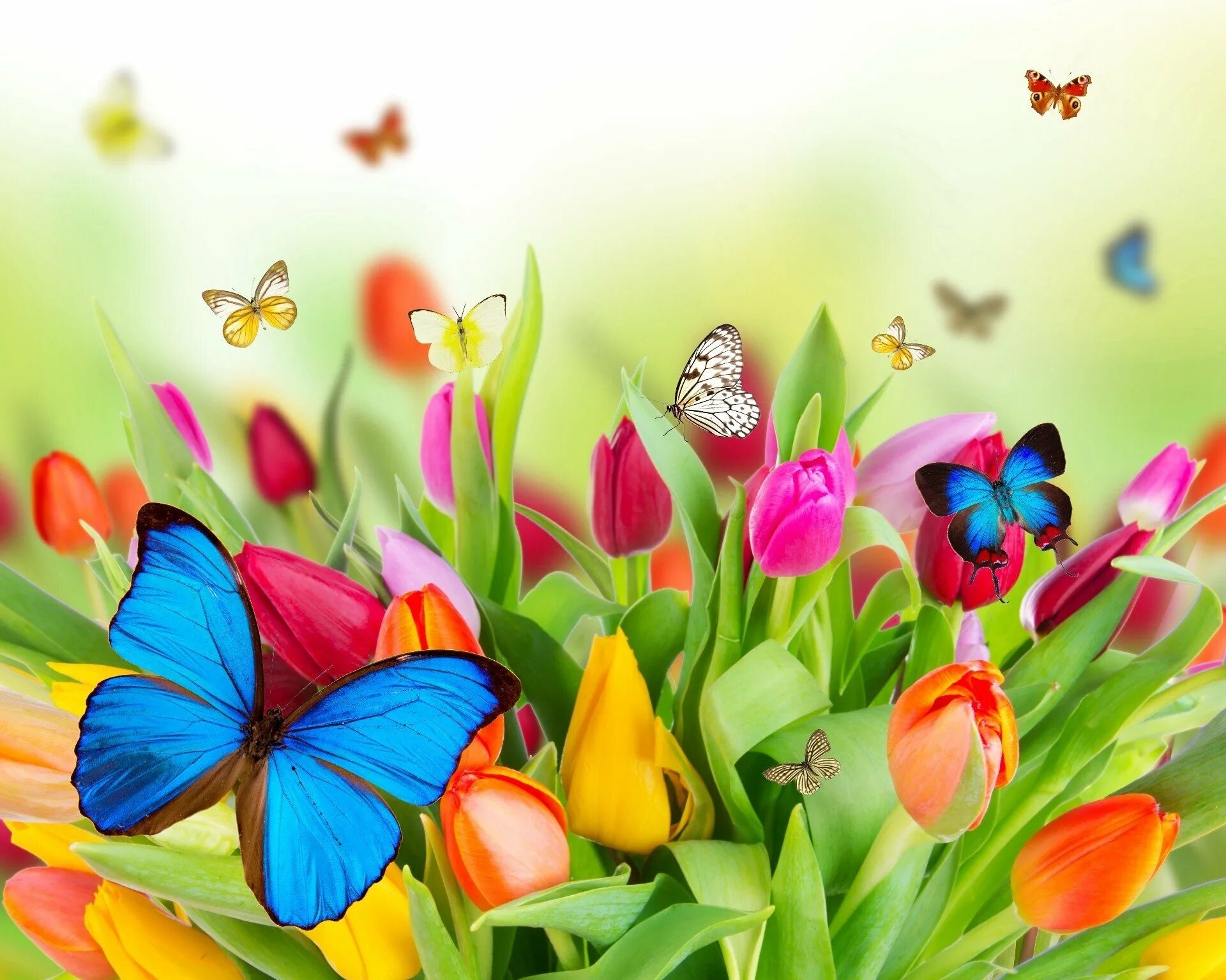 Цветы весенние картинки с днем рождения. Яркие цветы. Бабочка на цветке. Яркие весенние цветы. С днем рождения.