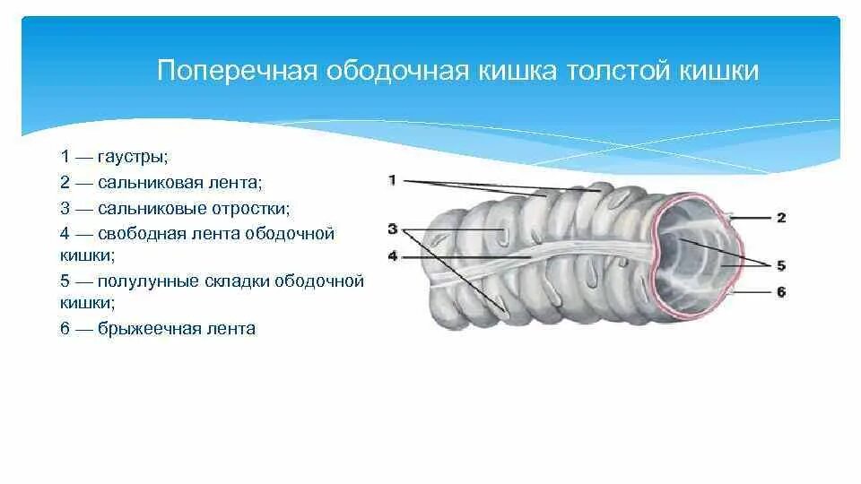 Каким номером на рисунке обозначена прямая кишка. Гаустры сальниковые отростки ленты ободочной кишки. Гаустры толстой кишечника. Толстая кишка сальниковые отростки. Складки Толстого кишечника гаустры.