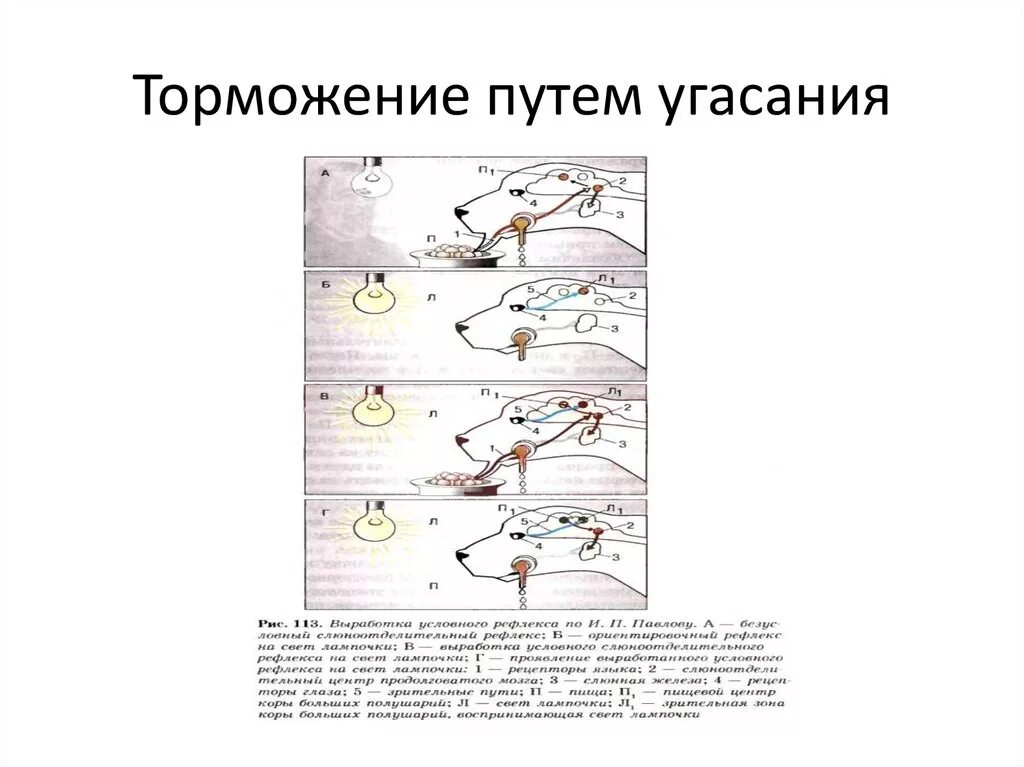 Угасание торможение условного рефлекса пример. Образование и торможение условных рефлексов схема. Торможение условных рефлексов схема. Выработка условного рефлекса схема. Пример торможения у человека