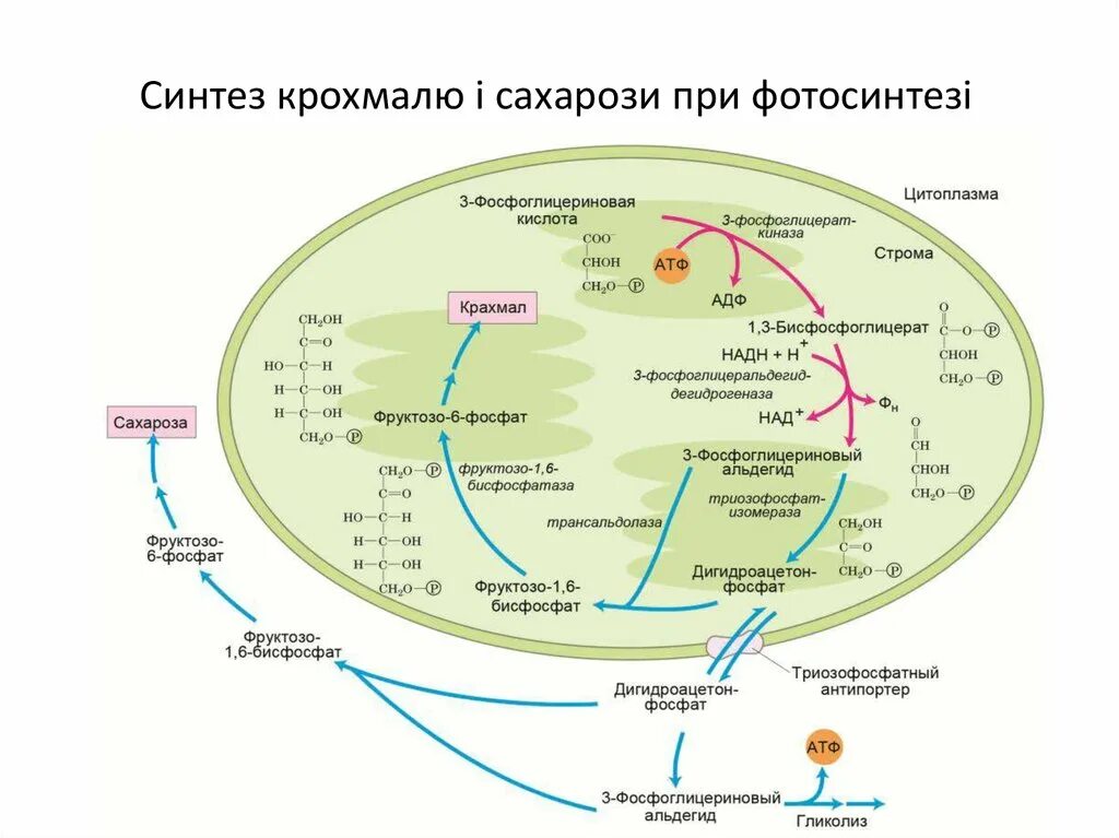 Крахмал образуется в хлоропластах. Биосинтез углеводов схема. Синтез крахмала в клетках растений. Фотосинтез Синтез углеводов. Биосинтез углеводов в растительной клетке.