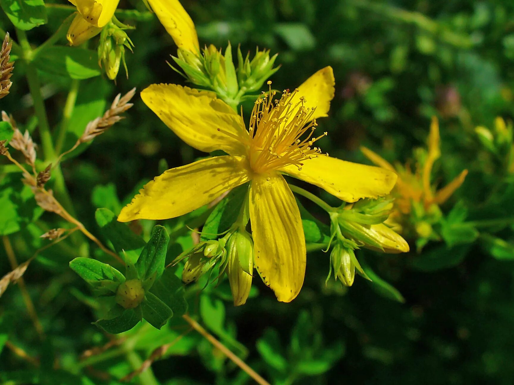 Трава зверобоя продырявленного. Зверобой (Hypericum perforatum). Зверобой обыкновенный Hypericum perforatum. Зверобой продырявленный Гиперикум.