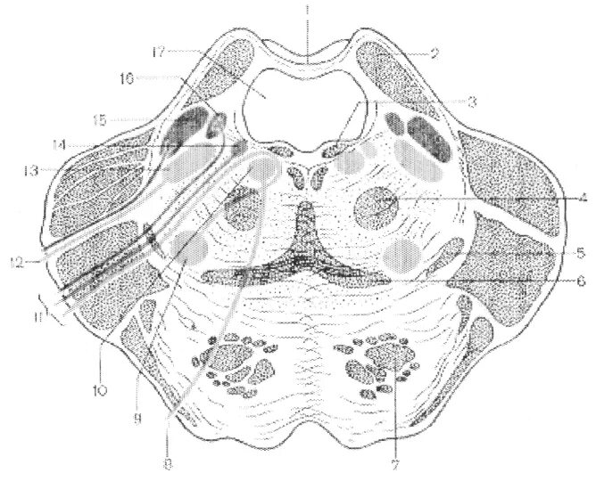 Ядра моста мозга. Поперечный разрез варолиева моста. Варолиев мост поперечный срез. Варолиев мост анатомия. Варолиев мост поперечный разрез.