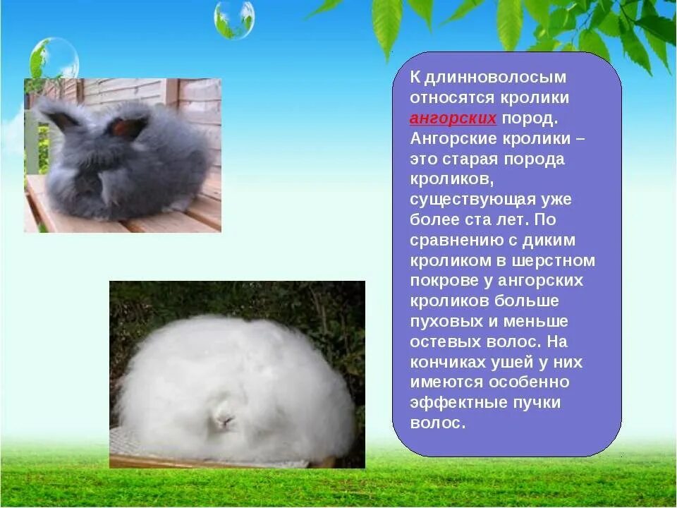 К каким животным относятся кролики. Ангорский кролик биология. Факты о кроликах домашних. Породы домашних кроликов 2 класс. Кролик для презентации.