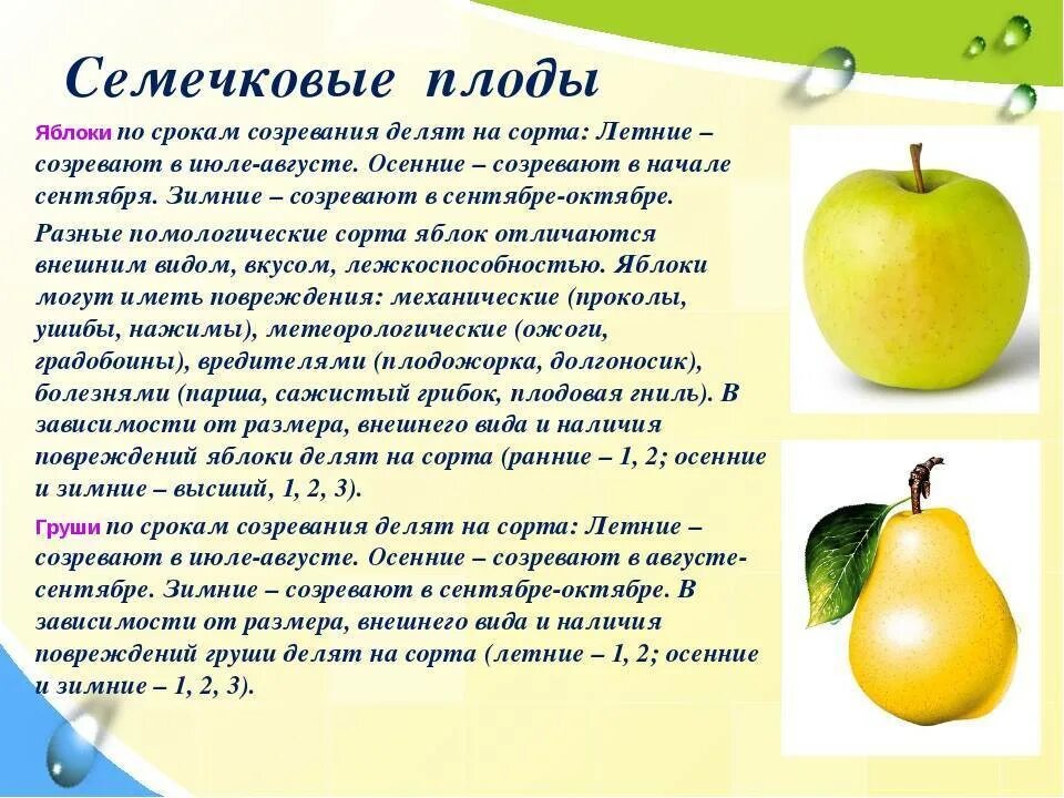 Груша характеристика плода. Семечковые плоды. Сорт семечковых плодов. Семечковые плоды яблоки. Сроки созревания яблони