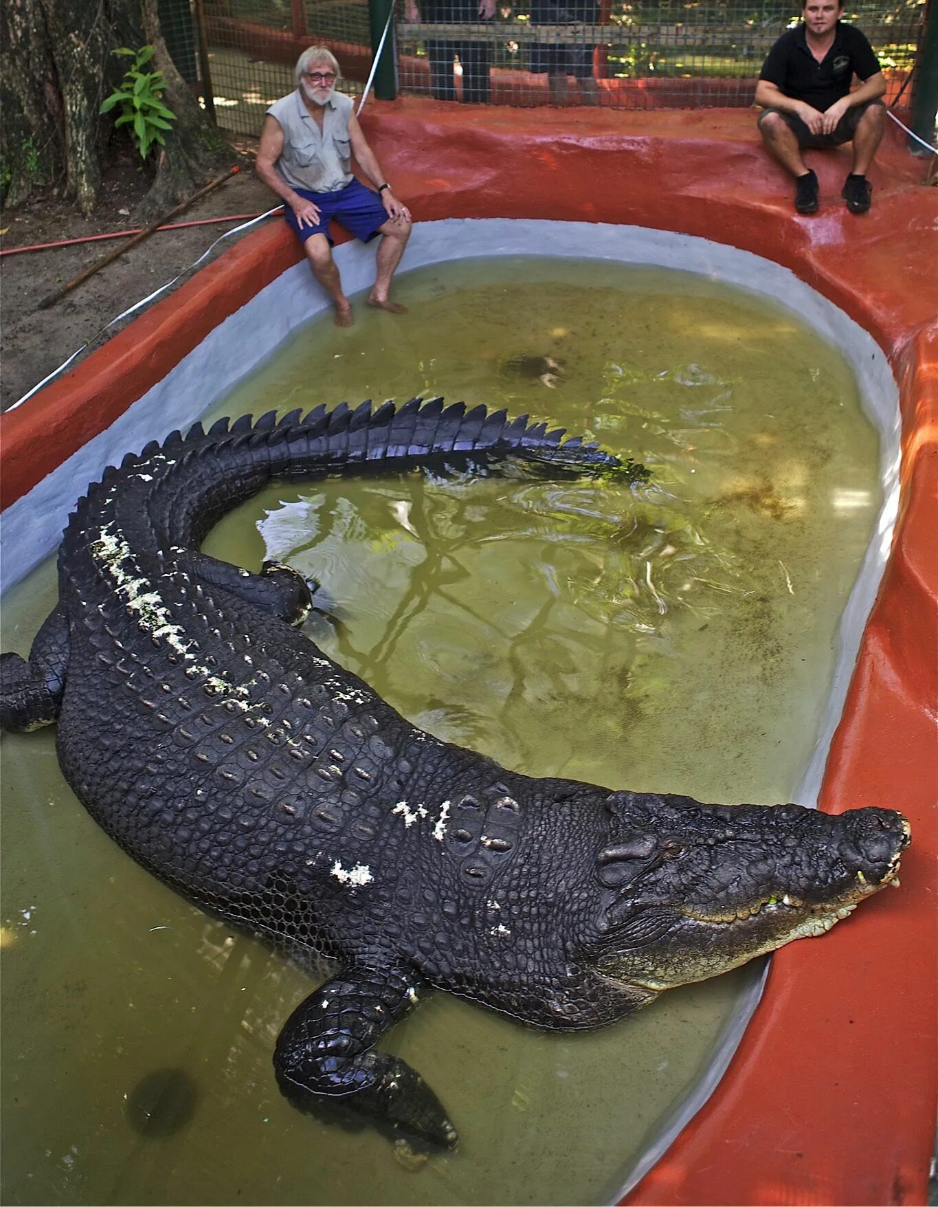 Гигантский гребнистый крокодил. Гребнистый крокодил Кассиус. Гребнистый крокодил самый большой.