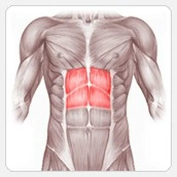 Прямые мышцы живота у мужчин. Мышцы пресса. Мышцы пресса анатомия. Пресс мышцы живота. Мышцы Нижнего пресса.