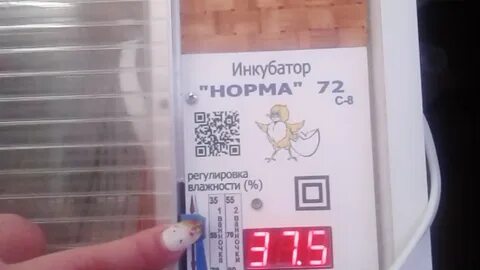 Инкубация блиц норма