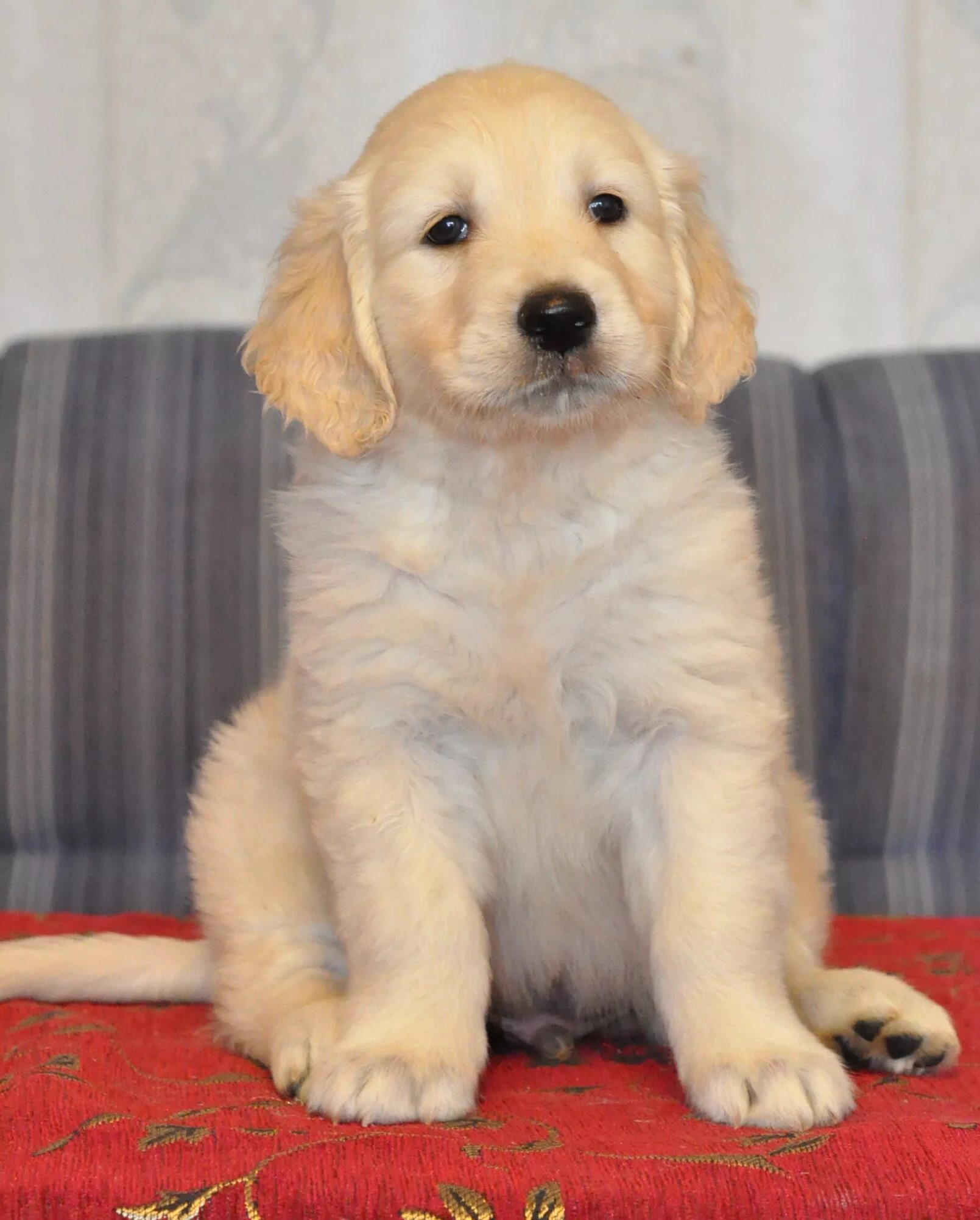 Золотистый р. Голден ретривер. Золотой ретривер щенок. Golden Retriever щенок. Голд ретривер золотистый.