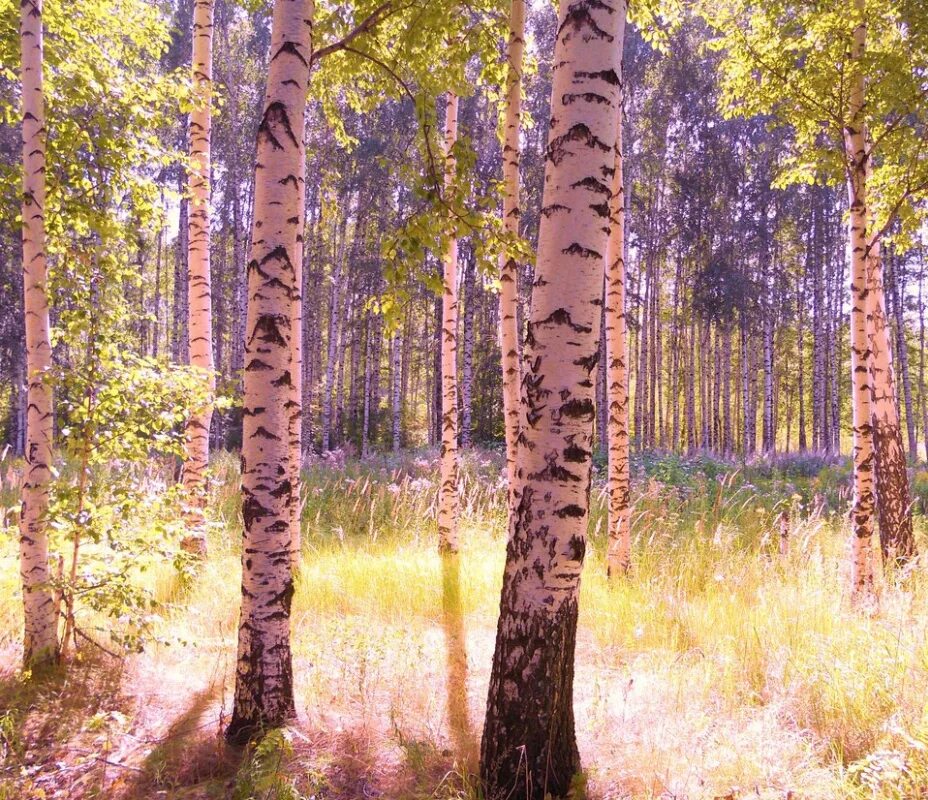 Слушать две березки у дороги. Березовая роща Рязань. Береза на Поляне. Березовый лес Поляна. Две березы.