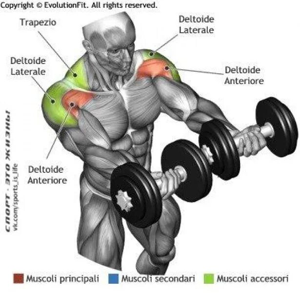 Упражнения на дельты. Передний пучок дельт. Дельты передний пучок на блоке. Средний пучок дельты фото. Right fit