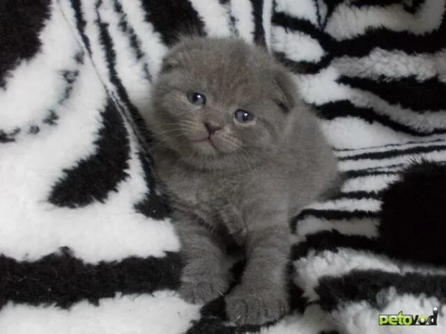 котята даром в сергелийском районе. кот кирове. вася киров кот. британские котенка в кирове. кот кирове.