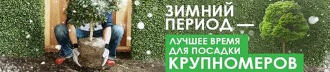 Лучшее время посадки деревьев