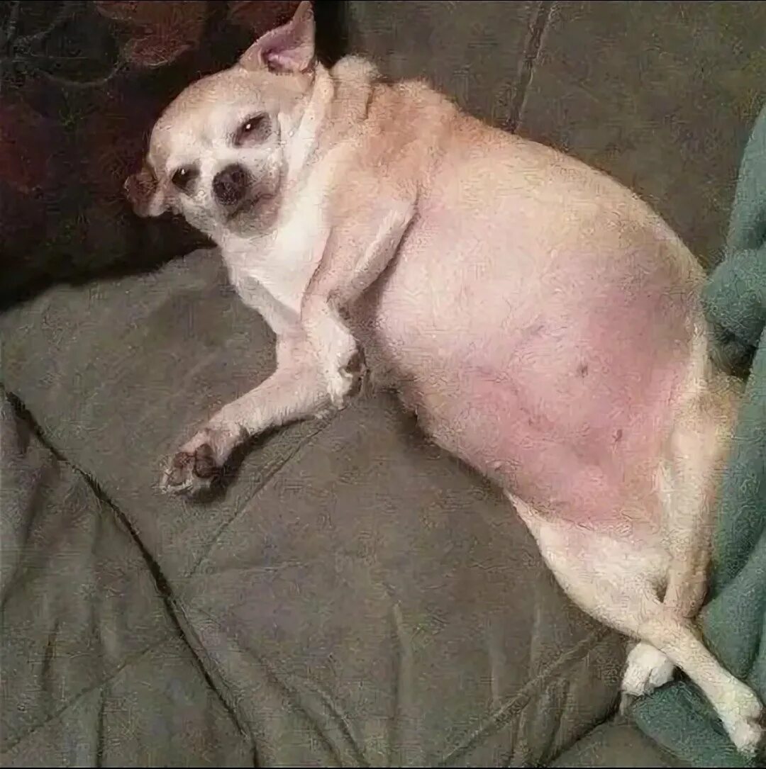 Толстая маленькая собака. Толстая чихуахуа. Толстая чихуа чихуахуа. Собака чихуахуа толстая. Чихуахуа мини толстая.