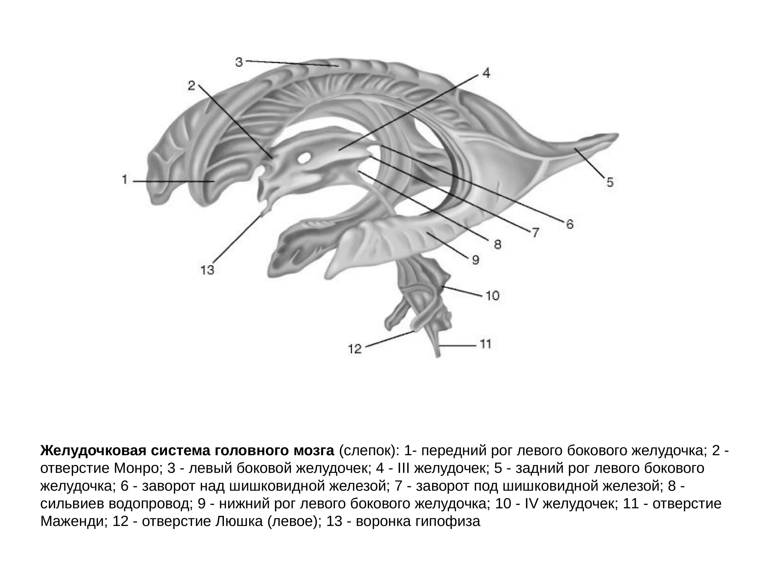 Схема желудочков головного мозга. Желудочковая система головного мозга анатомия. Топография желудочков головного мозга. 3 И 4 желудочки мозга. Правый желудочек головного
