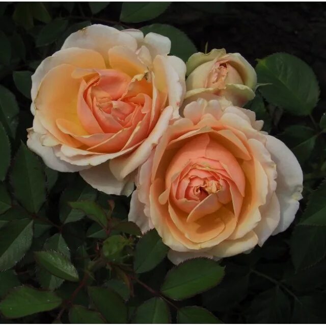 Роза женевьев орси. Роза женевьев орси. Роза genevieve orsi. Роза genevieve orsi (женевьев орси). Роза genevieve orsi энциклопедия роз.