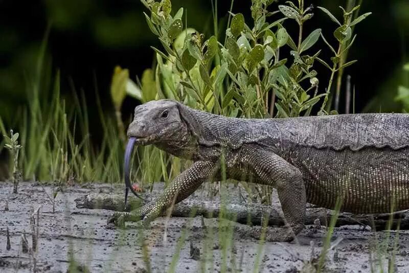 Страшные ящеры. Варан Water Monitor. Водяной Варан Сальватор. Вараны на Филиппинах. Полосатый водяной Варан.