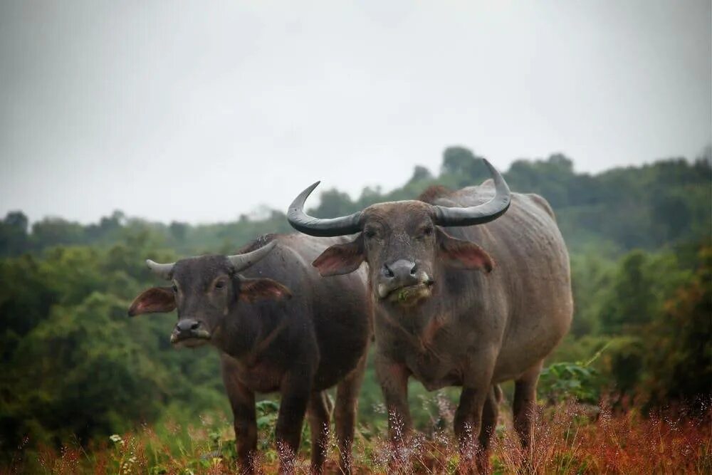 Buffel Kaas буйвол. Республика Конго Буйволы. Буйвол домашний. Красный буйвол.