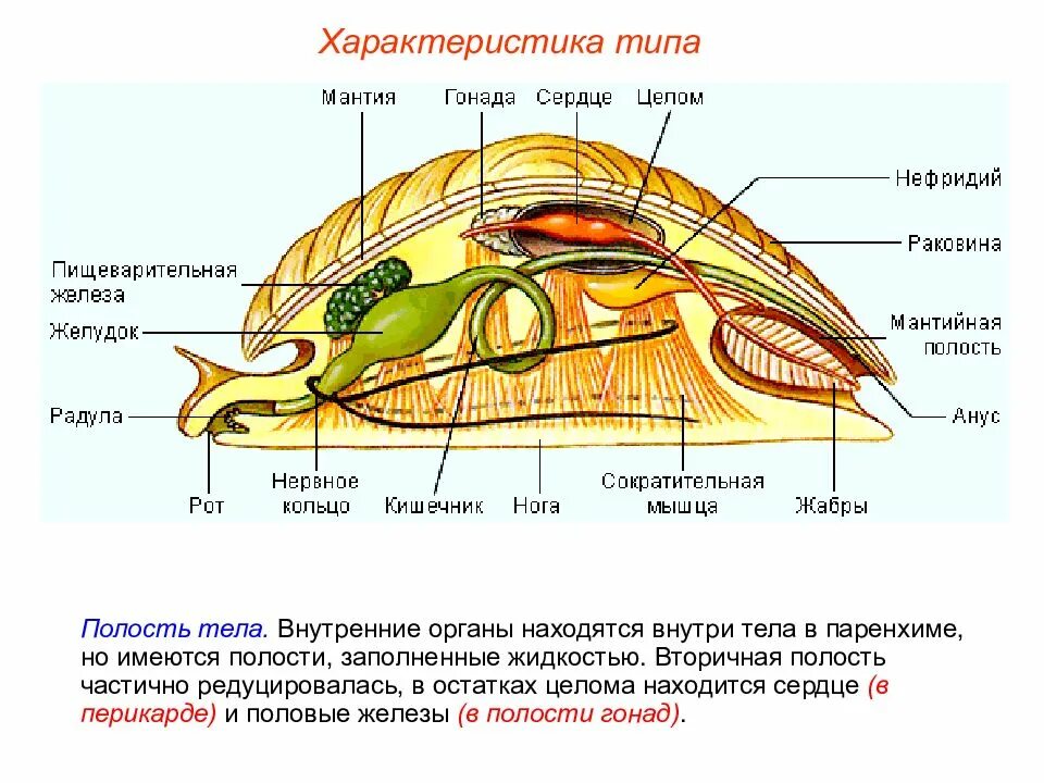 Тип моллюски класс брюхоногие класс двустворчатые дыхательная. Строение раковины брюхоногих моллюсков биология 7 класс. Моллюски строение мантия. Строение кишечника моллюсков.