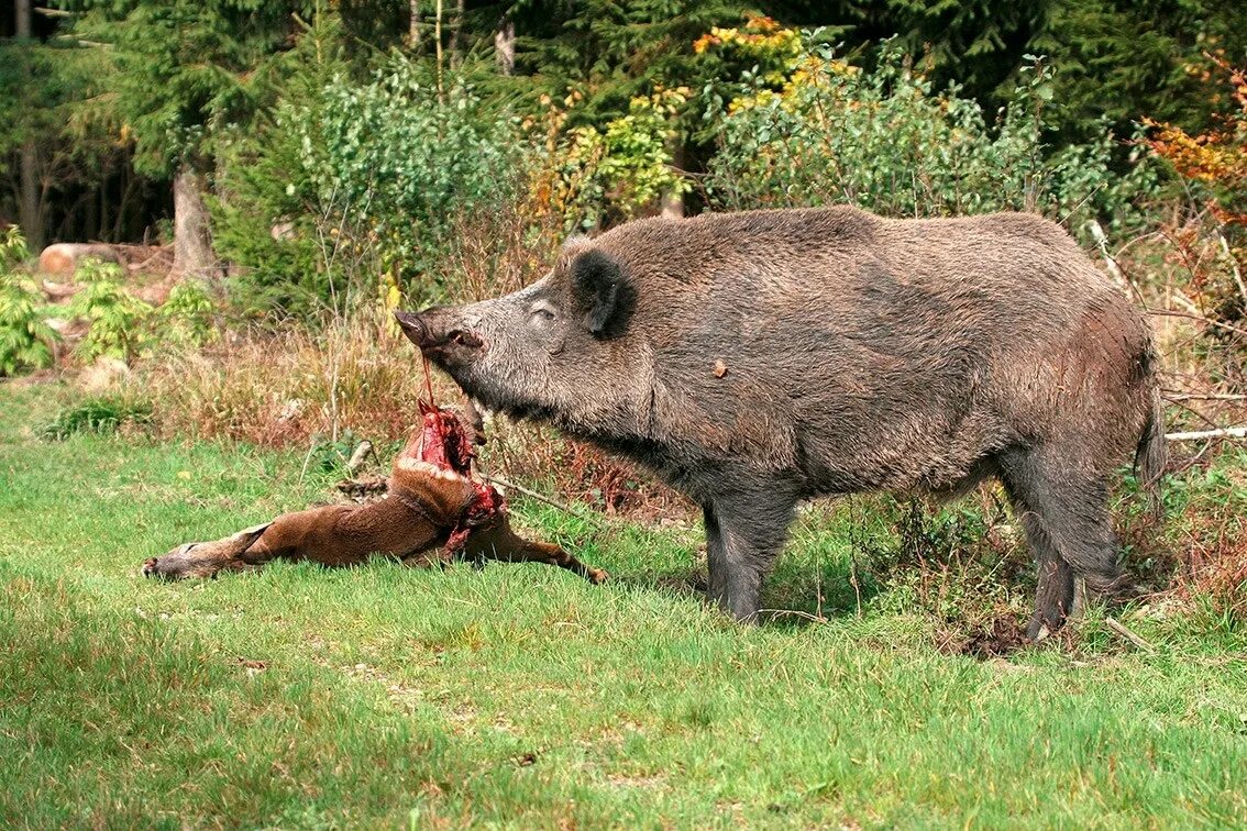 любовь мужчины кабана