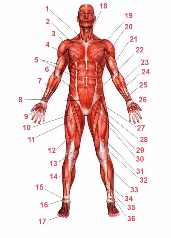 Мышцы человека. Мышечное строение человека. Анатомия мышц. Мышцы тела человека анатомия. Главная мышца тела