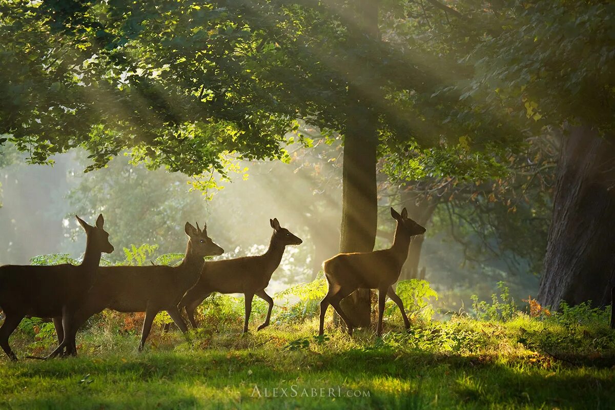 People and wildlife. Лес с животными. Живая природа. Олень в лесу. Олени в дикой природе.