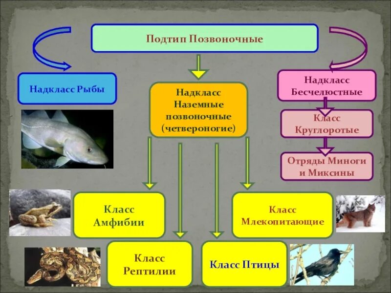 Подтипы земноводных. Подтип Черепные или позвоночные классы. Подтип позвоночные Черепные таблица. Подтип позвоночные Хордовые рыбы. Позвоночные Надкласс рыбы.