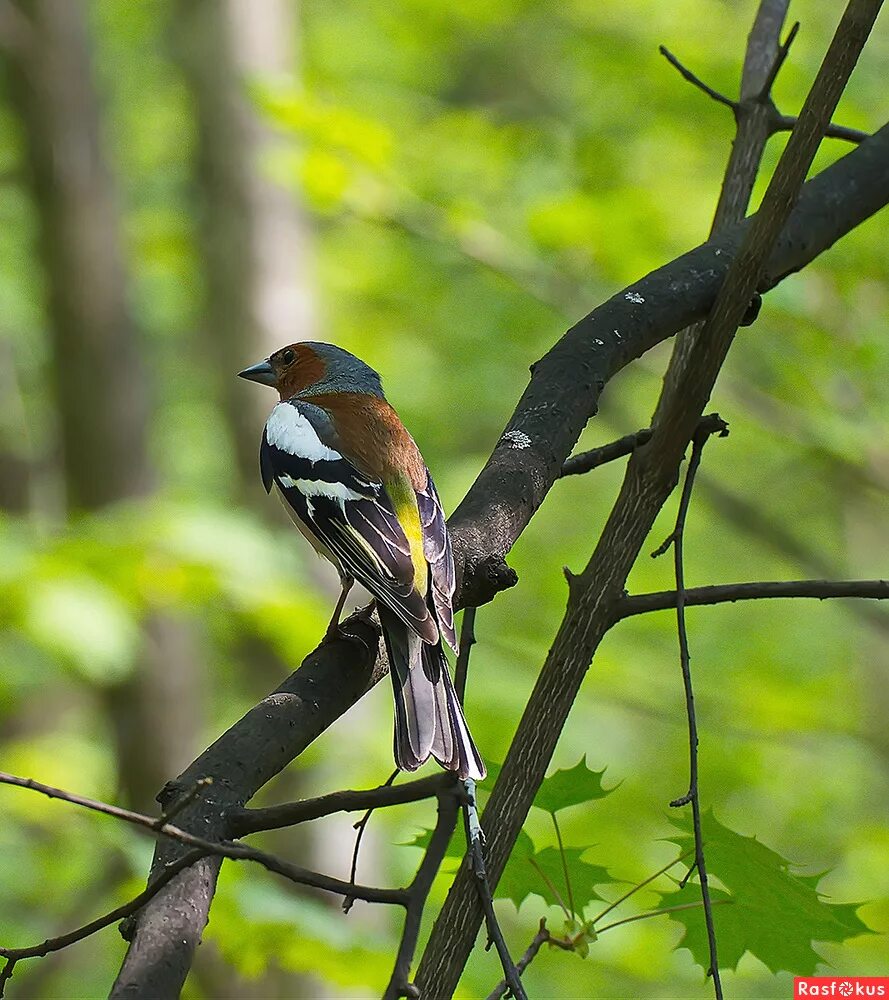 птицы лесные жители